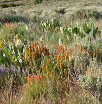 Sierra Wildflowers Photo Hikes